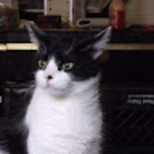 Meet your Posher, Debi